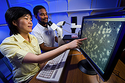 Biologist and technician use an inverted microscope to view nerve cells grown in the laboratory for use in assays to detect botulinum toxin: Click here for full photo caption.