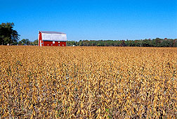 Photo: Field of soybeans. Link to photo information