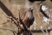 Hawk at Snake River Birds of Prey NCA