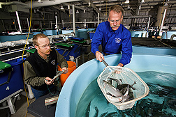 Fish nutritionist (right) captures trout from 6-foot-diameter tanks for technician to weigh and measure: Click here for full photo caption.