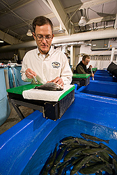 Fish physiologist (foreground) collects blood from rainbow trout to measure plasma amino acid levels in fish fed diets containing an alternative ingredient, such as barley protein concentrate. Technician nets trout for the analysis: Click here for full photo caption.