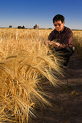 Plant geneticist in the fields of the Small Grains and Potato Germplasm Research Unit in Aberdeen, Idaho, inspects grain quality of barley for use in aquafeeds: Click here for full photo caption.