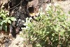 portion of burned stump, left, white flowers righ