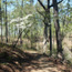 shaded trail with white flowering dogwood on left side of trail