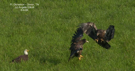 Eaglets fighting for dinner