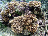 Pocillopora damicornis