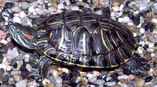 Trachemys scripta - Slider, Red-eared Slider