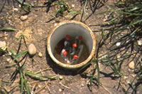 Unsaturated-zone well showing 1/4 inch stainless steel vapor probes at the Galloway Site, NJ