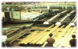 Lumber conveyor in operation