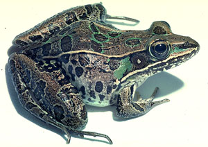 Rana pipiens complex - Leopard Frog