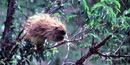 Porcupine in tree