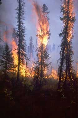 Trees torch within wilderness at Tetlin NWR in Alaska. Wildland fire use in wilderness and other remote areas is often the most appropriate management response.