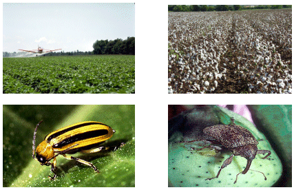 Photo of bugs and crop duster airplane