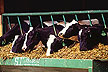 Holstein dairy cows