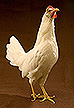 White Leghorn chicken.