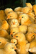 Baby chicks