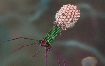 Picture of bacteriophage T4