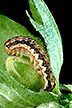 Cotton bollworm