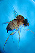 Phorid fly