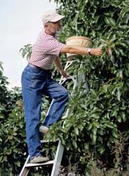Worker picking fruit on ladder