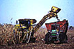 Sugarcane harvesting in south Florida