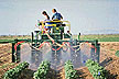 Whitefly control in cottonfield