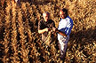 Wheat thriving in a field infected by the fungus that causes wheat take-all.