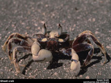 Photo of ghost crab