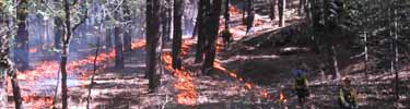 Mica Bowl Prescribed Fire 2002