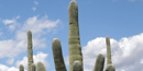 Saguaro