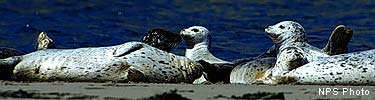 Harbor Seals on the beach