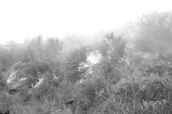 image of Sonoran desertscrub after 1993 fire