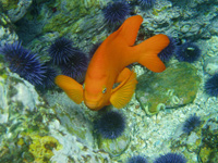 Image of a Fish