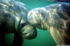 Manatees found in Florida Keys National Marine Sanctuary