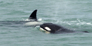 Orca Whale