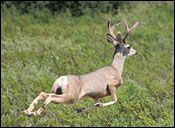 Photo of Deer Running