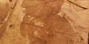Image of fossilized alder leaves