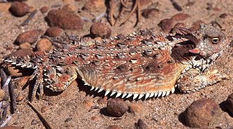 Phrynosoma coronatum - Coast Horned Lizard