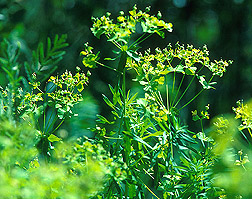 Photo: Leafy spurge. Link to photo information