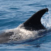 image of dolphin with lobomycosis