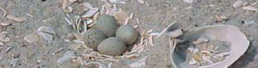 Nest with four eggs in a slight depression on the sand, among fragments of broken sea shells.