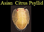 Photo of citrus psyllid with the text: 'Asian citrus psyllid' Link to web site.