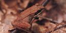 Wood Frog