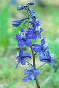 Low larkspur