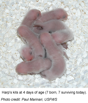 Black-footed ferret kits