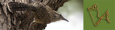 The Cactus Wren is the Arizona state bird.