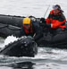 WHOI Team Aids Center for Coastal Studies in Whale Disentanglement