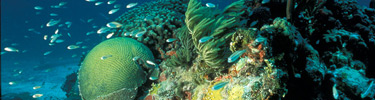 An underwater treasure of brightly colored fish and coral that make up the patch reefs in Biscayne National Park.