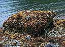 A large boulder (nicknamed Mearns Rock) in Prince William Sound, Alaska, which is being monitored for recovery from the Exxon Valdez oil spill.