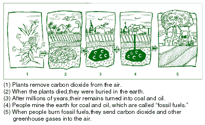 cartoon of 5 steps in carbon cycle